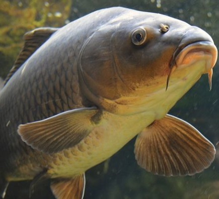 Обыкновенный Карп или Сазан. Cyprinus carpio Обыкновенный Карп фото, Сазан фото. Cyprinus carpio