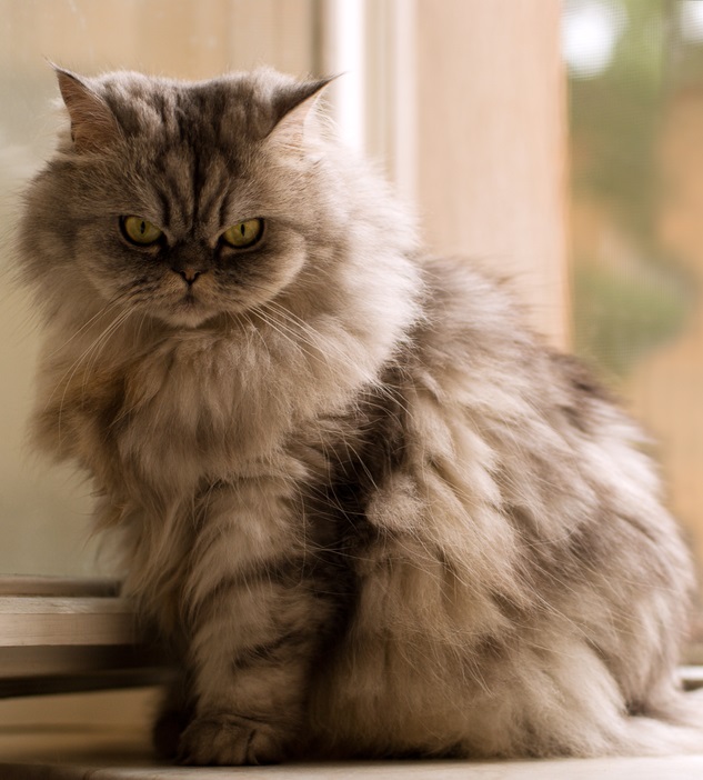 Персидская кошка Персидская кошка фото