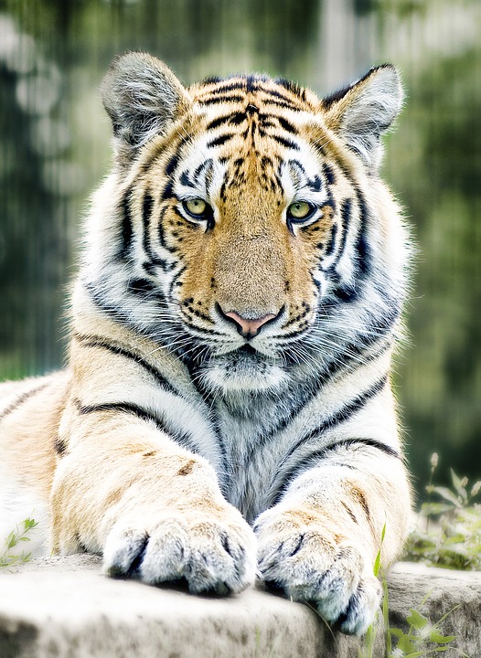 Тигр. Panthera tigris Тигр фото. Panthera tigris