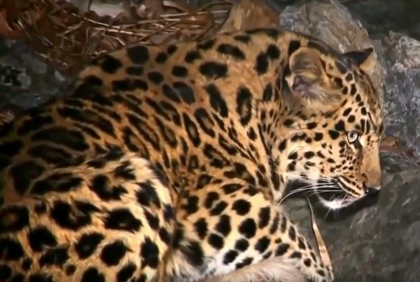 Переднеазиатский и дальневосточный леопарды фото.Panthera pardus ciscaucasica и Panthera pardus orientalis Переднеазиатский и дальневосточный леопарды фото.Panthera pardus ciscaucasica и Panthera pardus orientalis