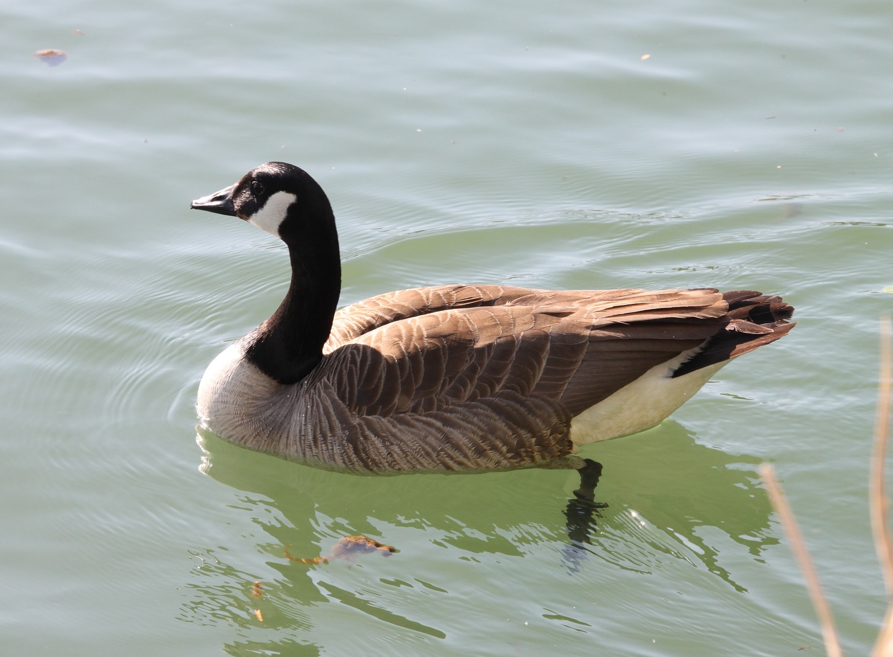 Алеутская канадская казарка фото. Branta canadensis leucopareia Алеутская канадская казарка фото.Branta canadensis leucopareia