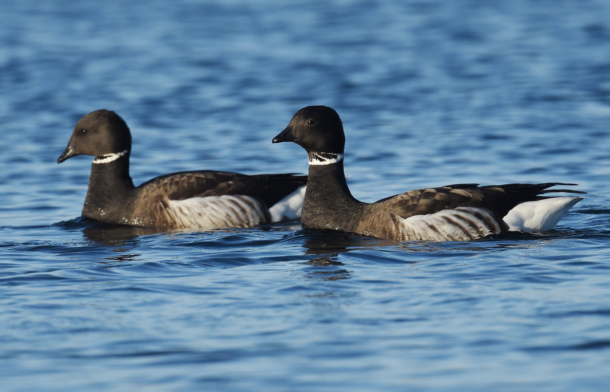 Американская казарка фото.Branta bernicla nigricans Американская казарка фото.Branta bernicla nigricans