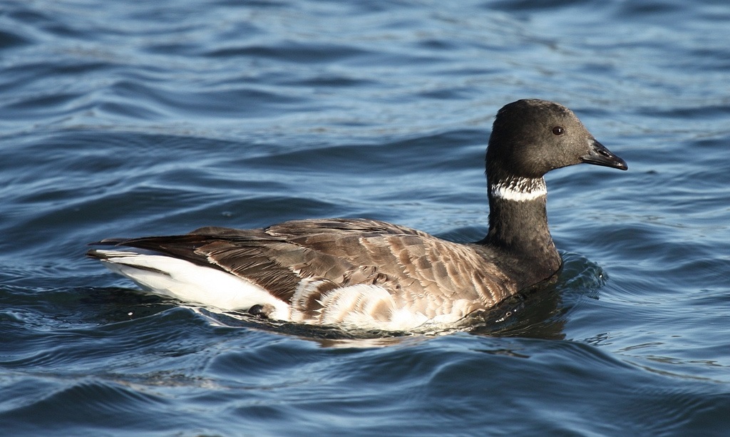 Атлантическая черная казарка фото.Branta bernicla hrota Атлантическая черная казарка фото.Branta bernicla hrota