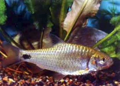 Краснощекий барбус. Barbus orphoides Краснощекий барбус фото. Barbus orphoides