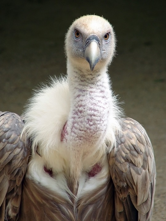 Белоголовый сип фото.Gyps fulvus Белоголовый сип фото.Gyps fulvus