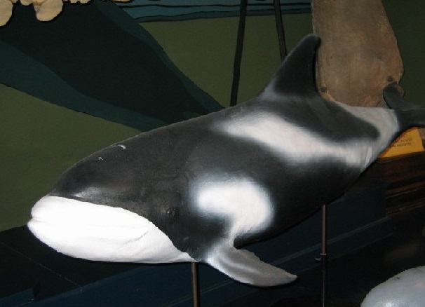 Беломордый дельфин фото.Lagenorhynchus albirostris Беломордый дельфин фото.Lagenorhynchus albirostris