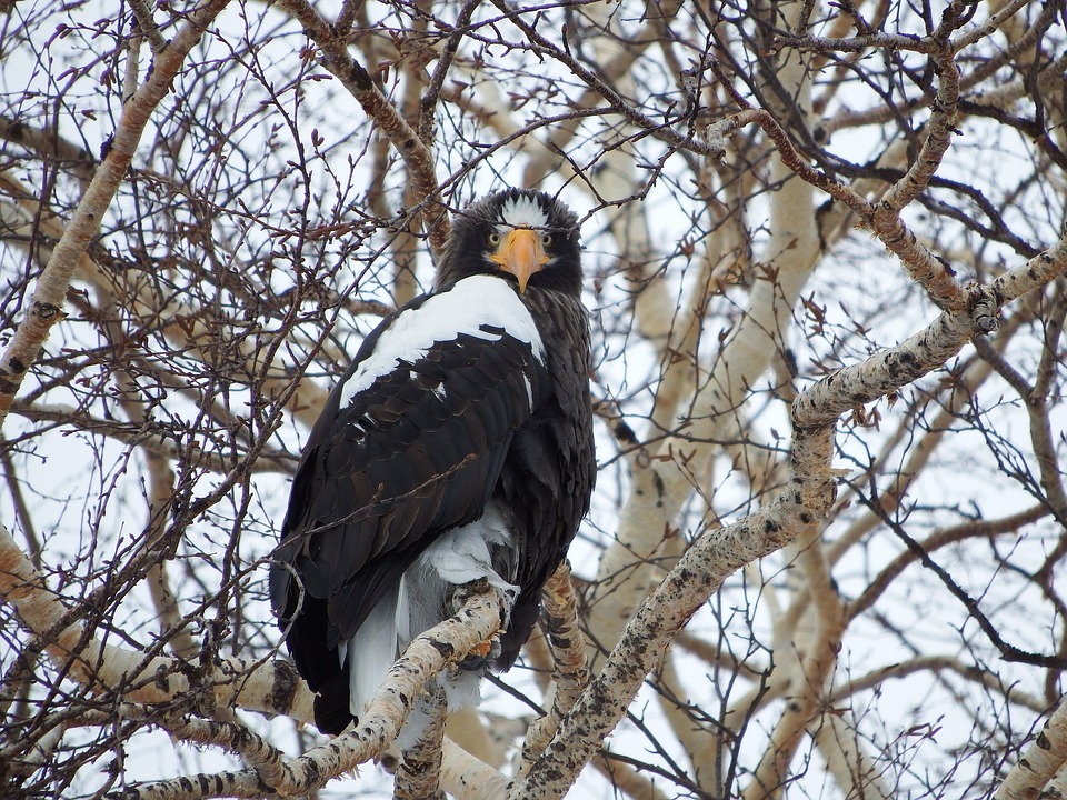 Белоплечий орлан или тихоокеанский орлан фото.Haliaeetus pelagicus Белоплечий орлан или тихоокеанский орлан фото.Haliaeetus pelagicus