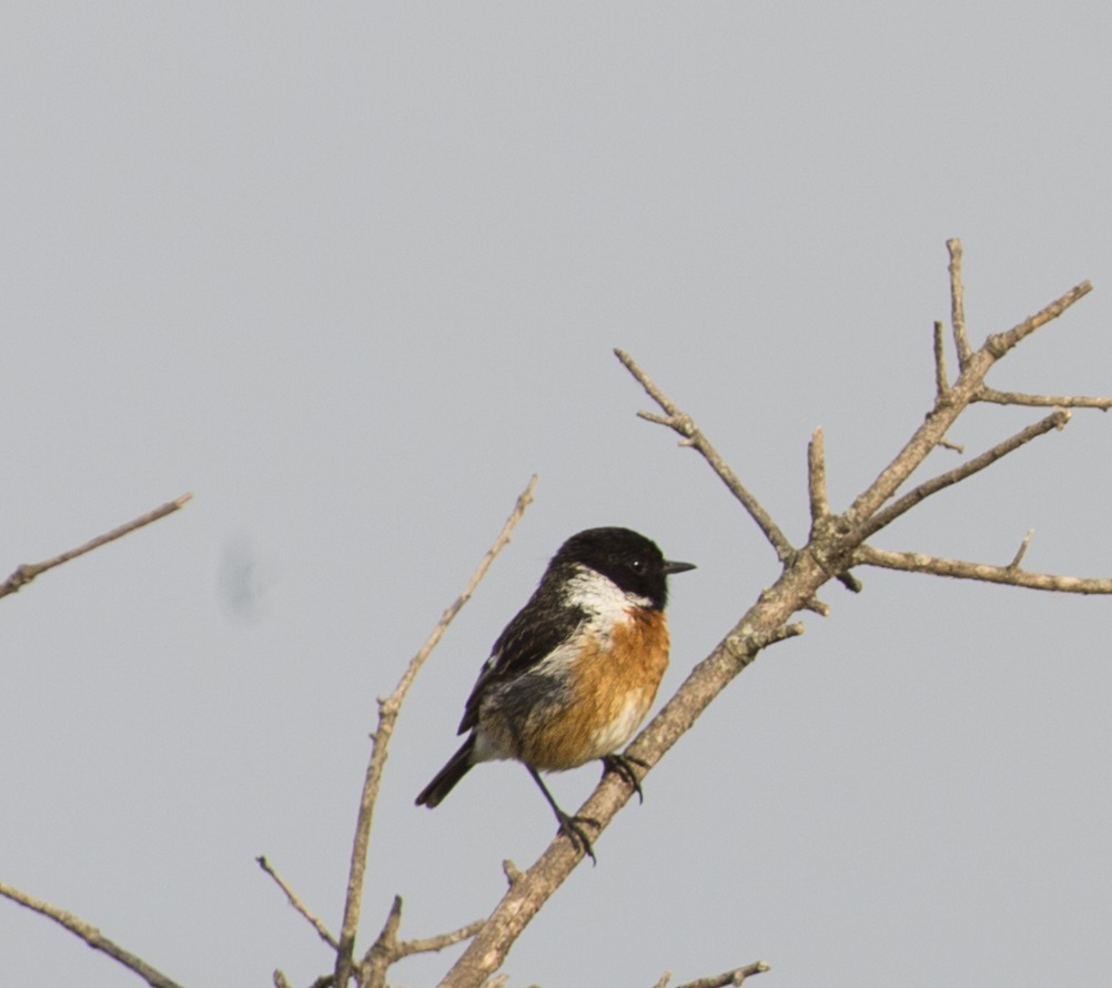 Большой чекан фото.Saxicola insignis Большой чекан фото.Saxicola insignis