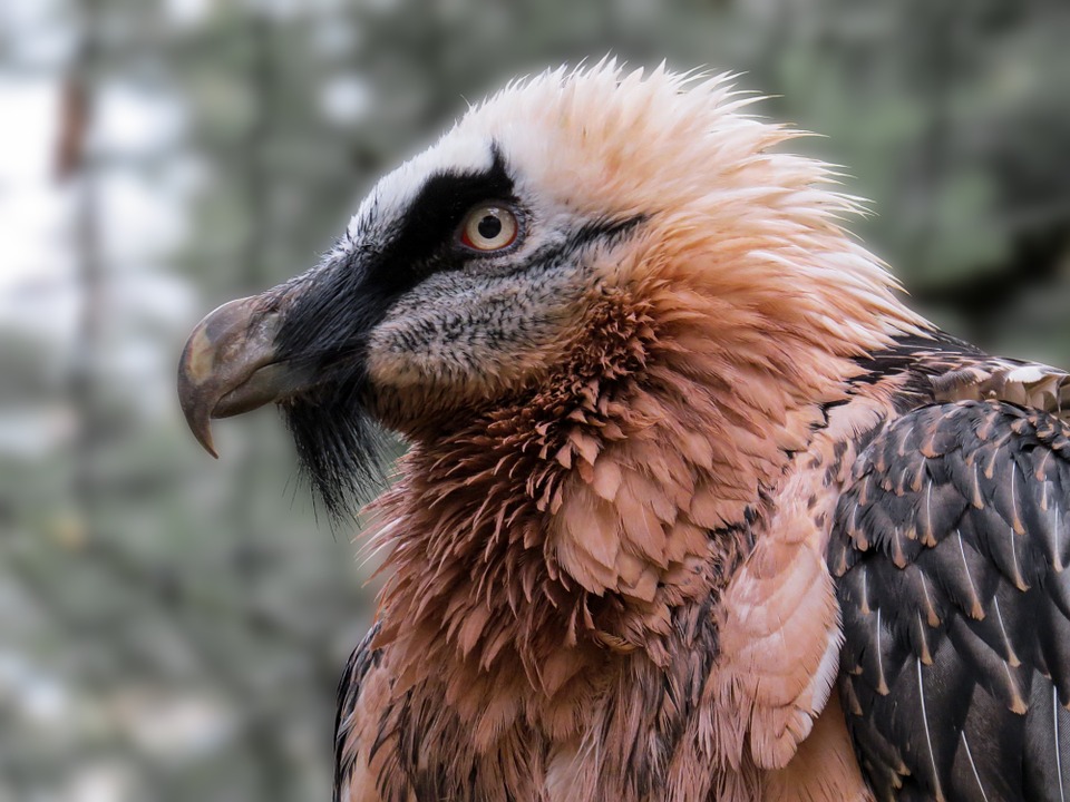 Бородач фото.Gypaetus barbatus Бородач фото.Gypaetus barbatus