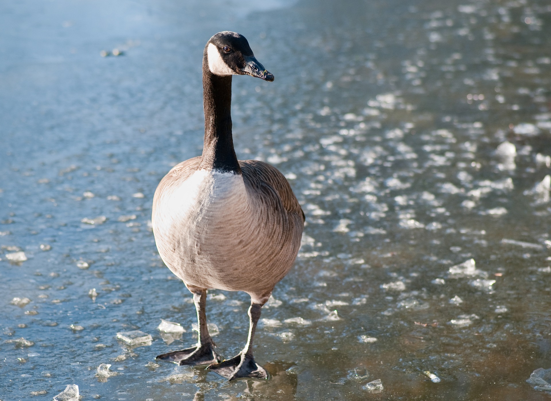 Канадская казарка фото.Branta canadensis Канадская казарка фото.Branta canadensis