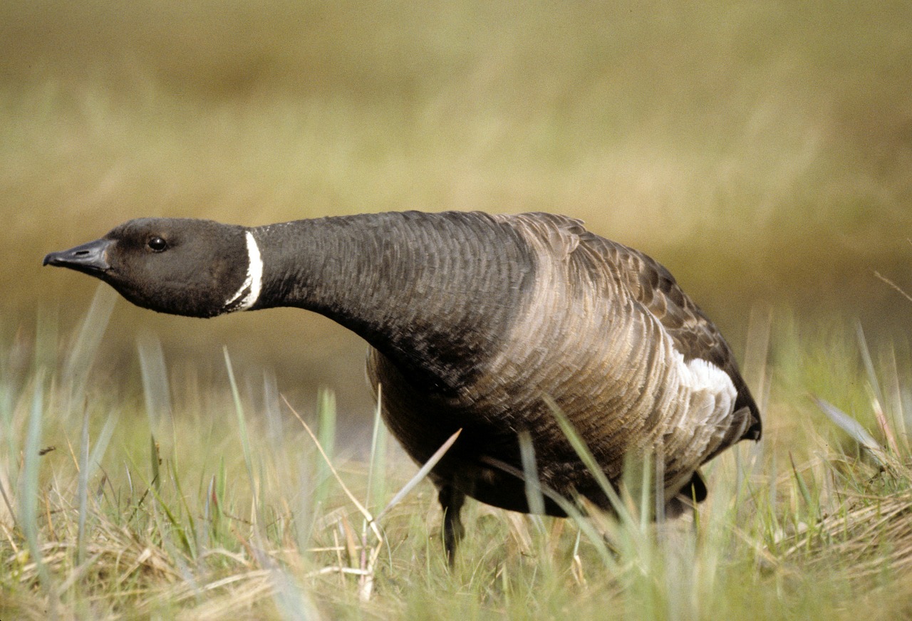 Черная казарка фото.Branta bernicla Черная казарка фото.Branta bernicla