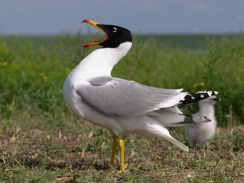 Черноголовый хохотун фото.Larus ichthyaetus Черноголовый хохотун фото.Larus ichthyaetus
