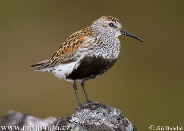 Чернозобик фото.Calidris alpina Чернозобик фото.Calidris alpina
