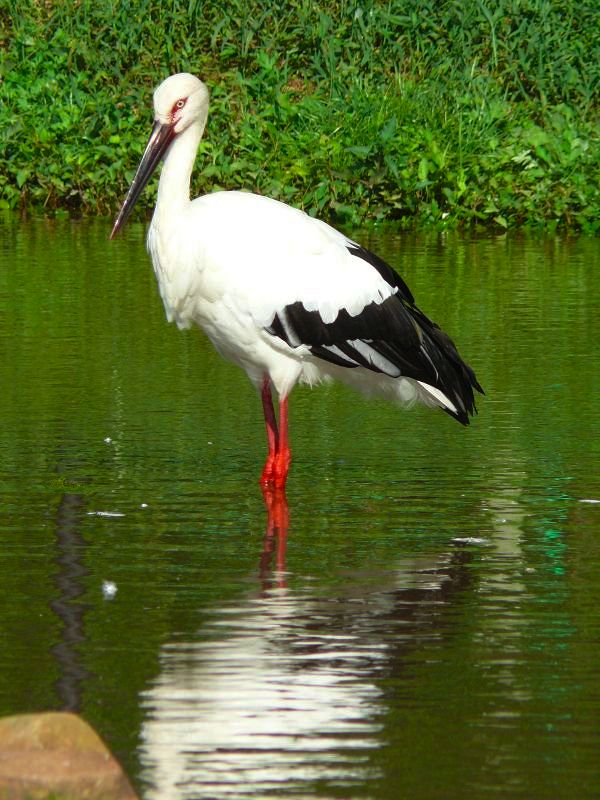 Дальневосточный аист фото.Ciconia boyciana Дальневосточный аист фото.Ciconia boyciana