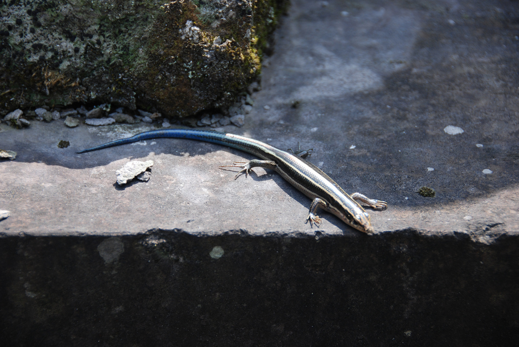 Дальневосточный сцинк фото.Plestiodon latiscutatus Дальневосточный сцинк фото.Plestiodon latiscutatus