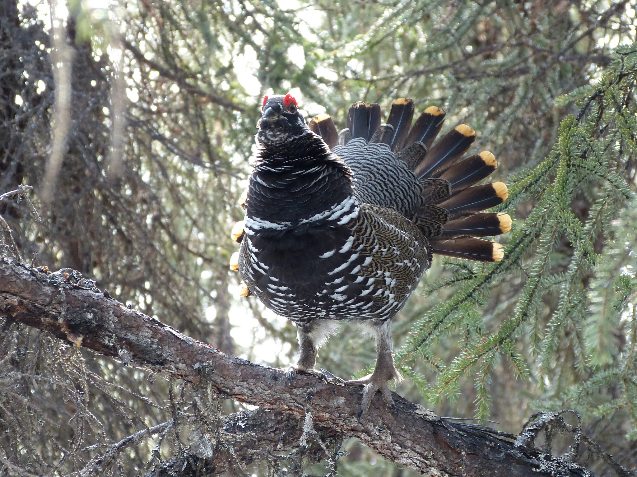 Дикуша фото.Falcipennis falcipennis Дикуша фото.Falcipennis falcipennis