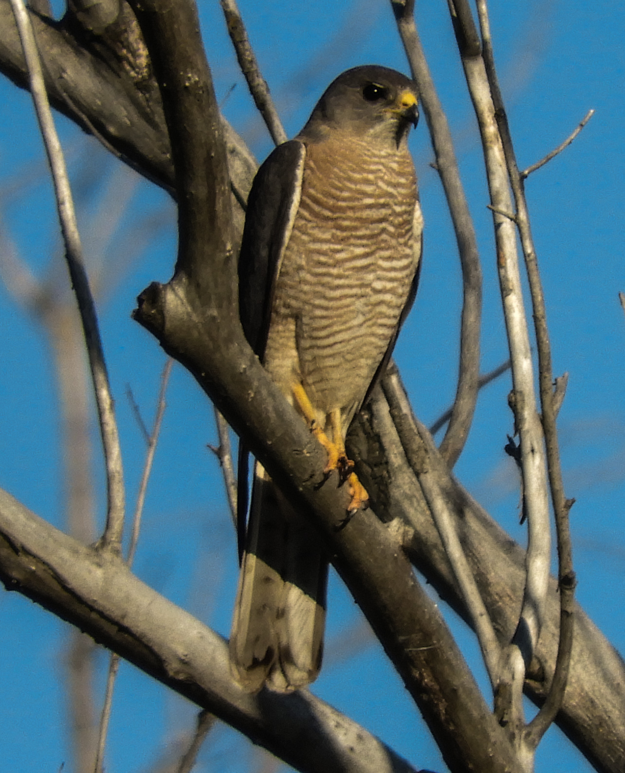 Европейский тювик фото.Accipiter brevipes Европейский тювик фото.Accipiter brevipes