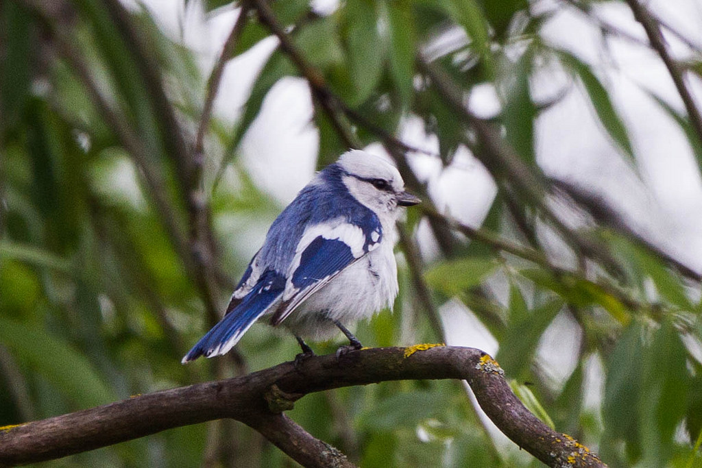 Европейская белая лазоревка фото.Parus cyanus cyanus Европейская белая лазоревка фото.Parus cyanus cyanus