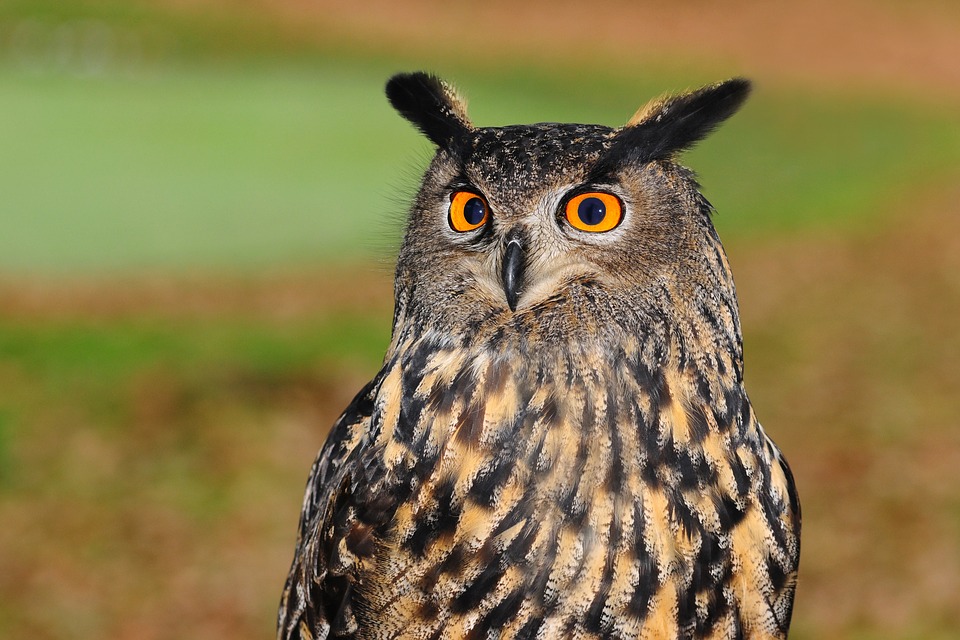 Филин фото.Bubo bubo Филин фото.Bubo bubo