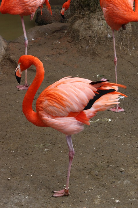 Обыкновенный фламинго или розовый фламинго фото.Phoenicopterus roseus Обыкновенный фламинго или розовый фламинго фото.Phoenicopterus roseus