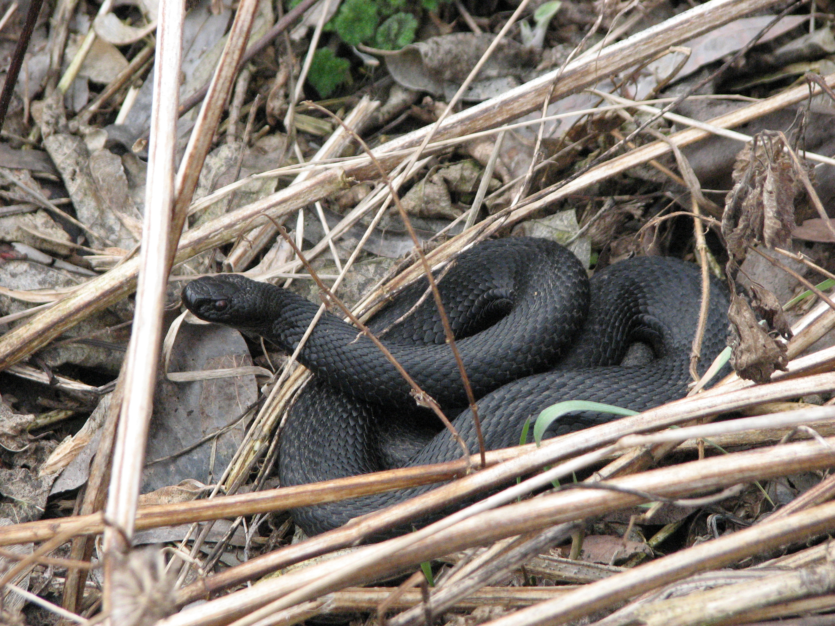 Гадюка никольского фото.Vipera nikolskii Гадюка никольского фото.Vipera nikolskii