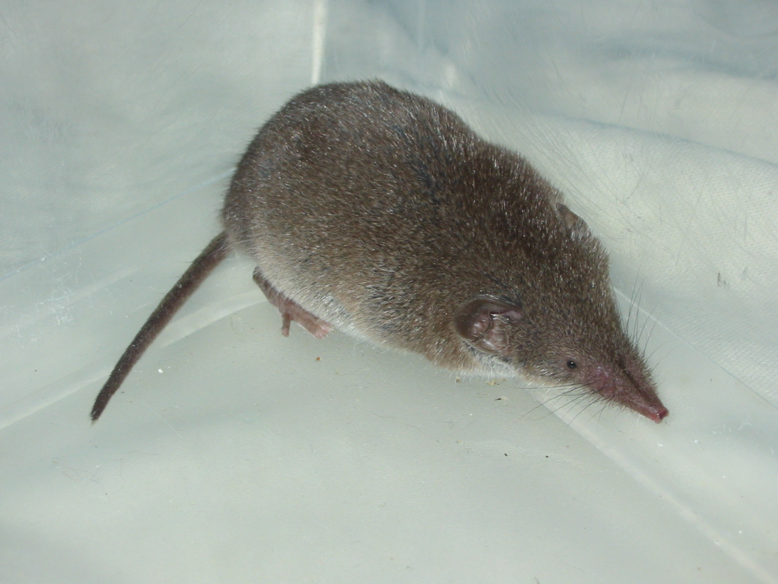 Гигантская бурозубка фото.Sorex mirabilis Гигантская бурозубка фото.Sorex mirabilis