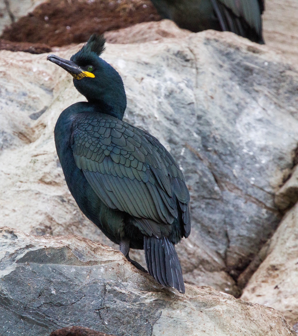 Хохлатый баклан фото.Phalacrocorax aristotelis Хохлатый баклан фото.Phalacrocorax aristotelis