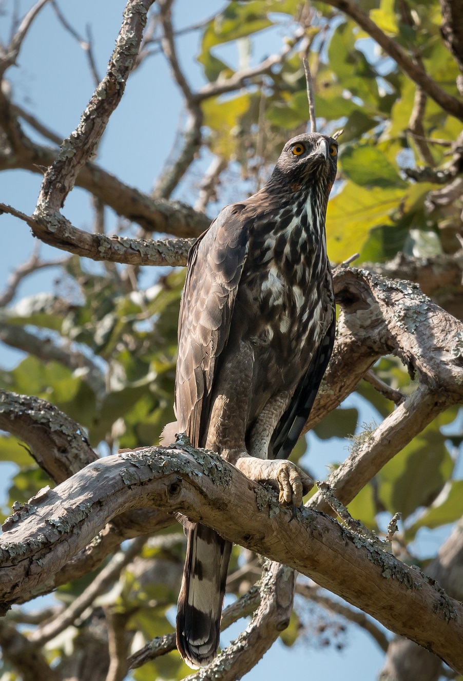 Хохлатый орел фото.Nisaetus nipalensis Хохлатый орел фото.Nisaetus nipalensis