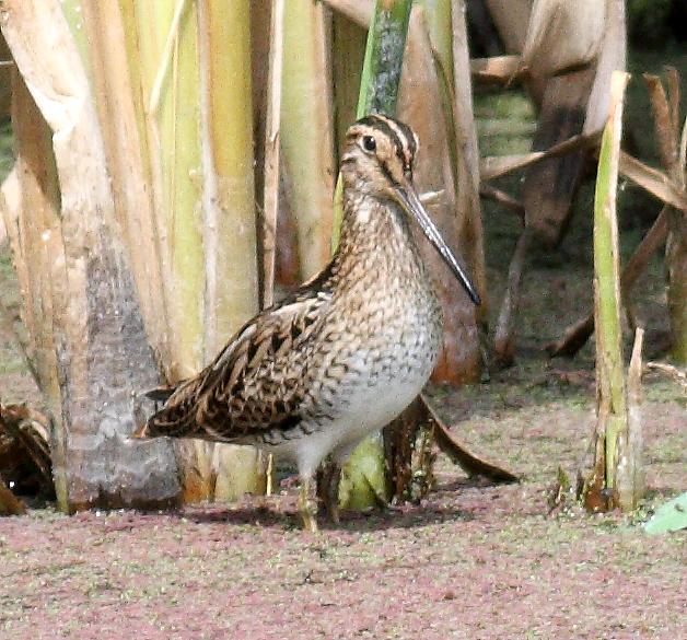 Японский бекас фото.Gallinago hardwickii Японский бекас фото.Gallinago hardwickii