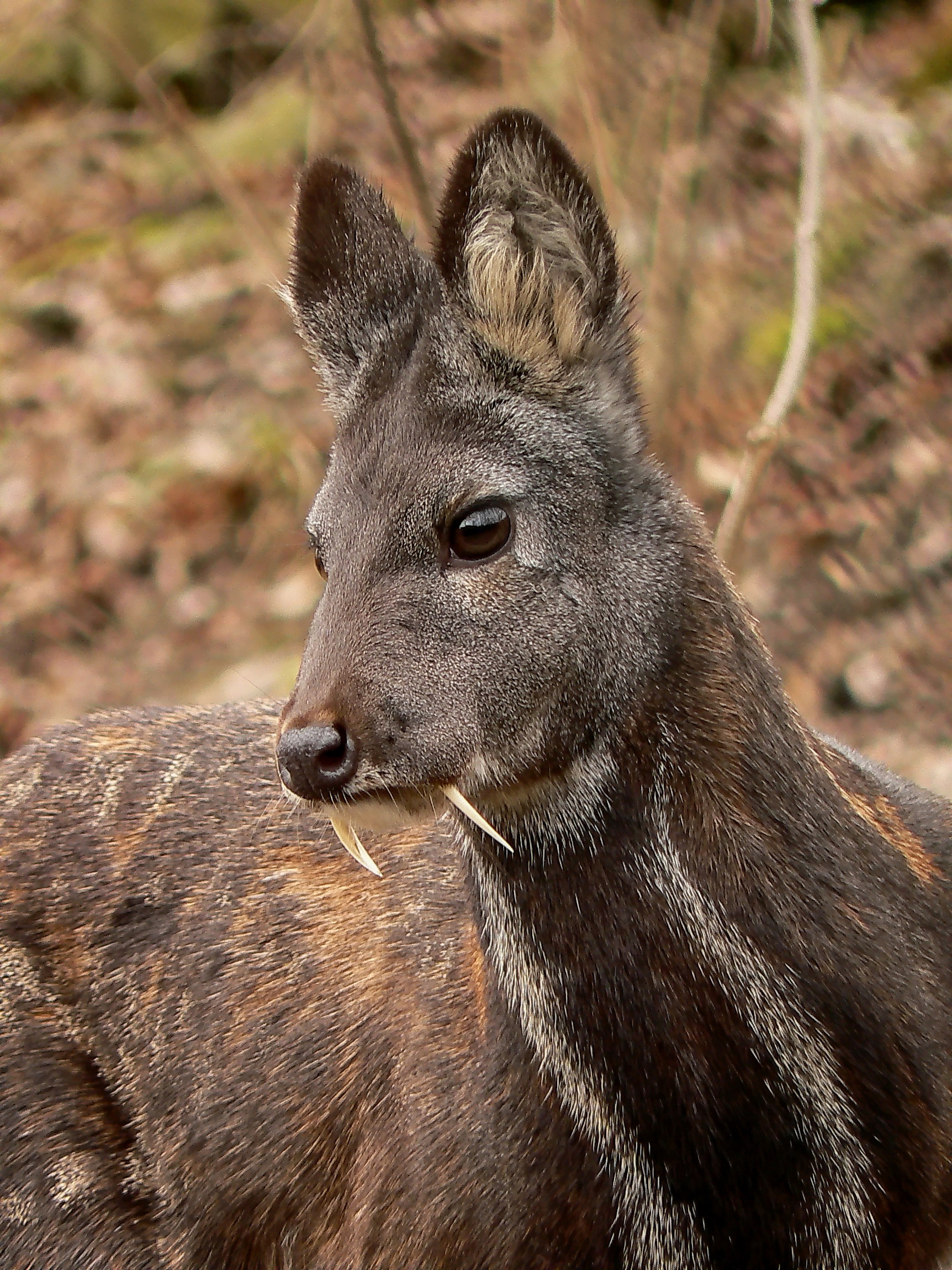 Кабарга фото.Moschus moschiferus Кабарга фото.Moschus moschiferus