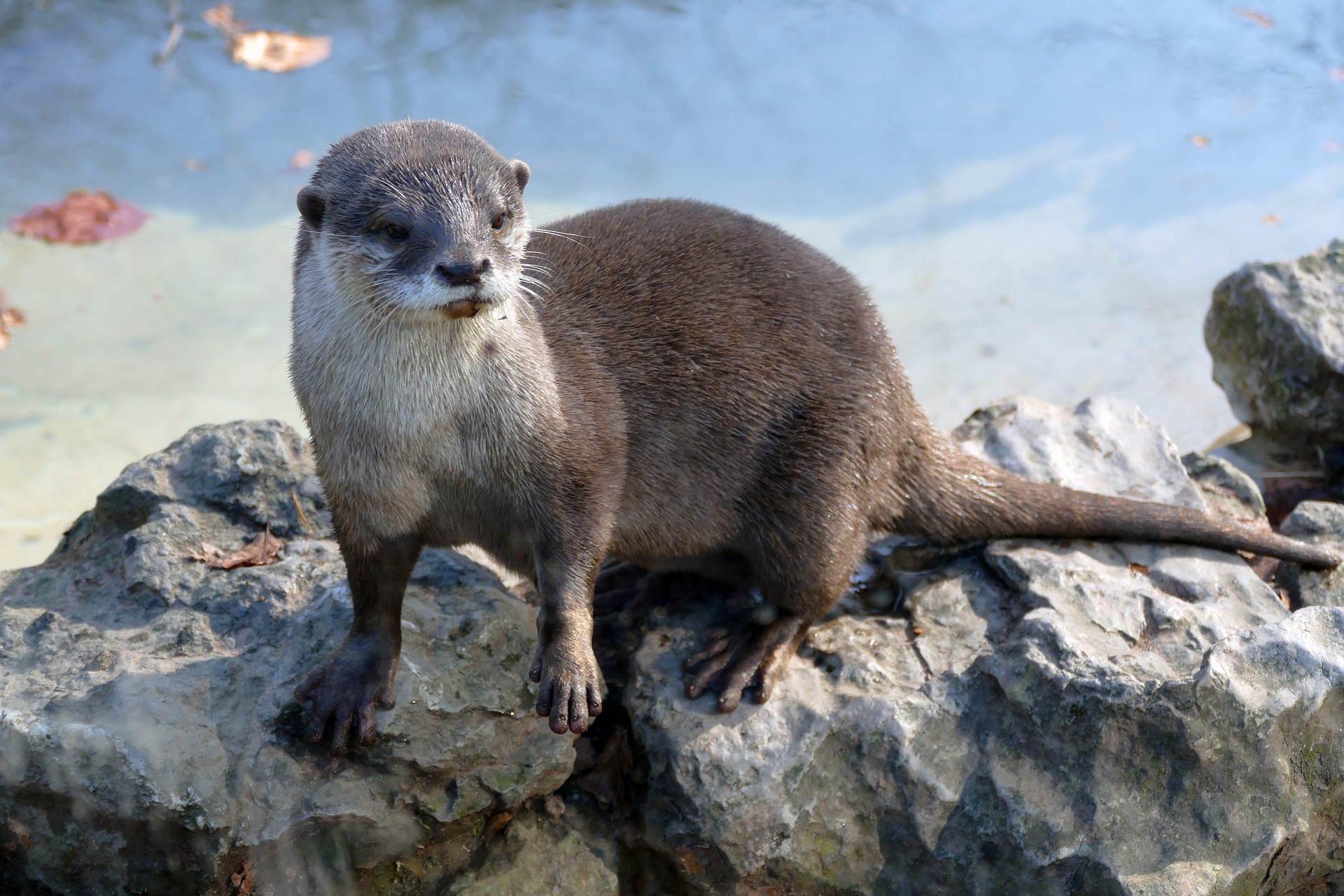 Кавказская выдра фото. Lutra lutra meridionalis Кавказская выдра фото. Lutra lutra meridionalis