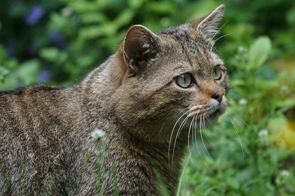Кавказская лесная кошка фото. Felis silvestris caucasica Кавказская лесная кошка фото. Felis silvestris caucasica