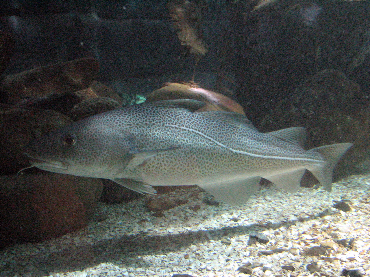 Кильдинская треска фото. Gadus morhua kildinensis Кильдинская треска фото. Gadus morhua kildinensis