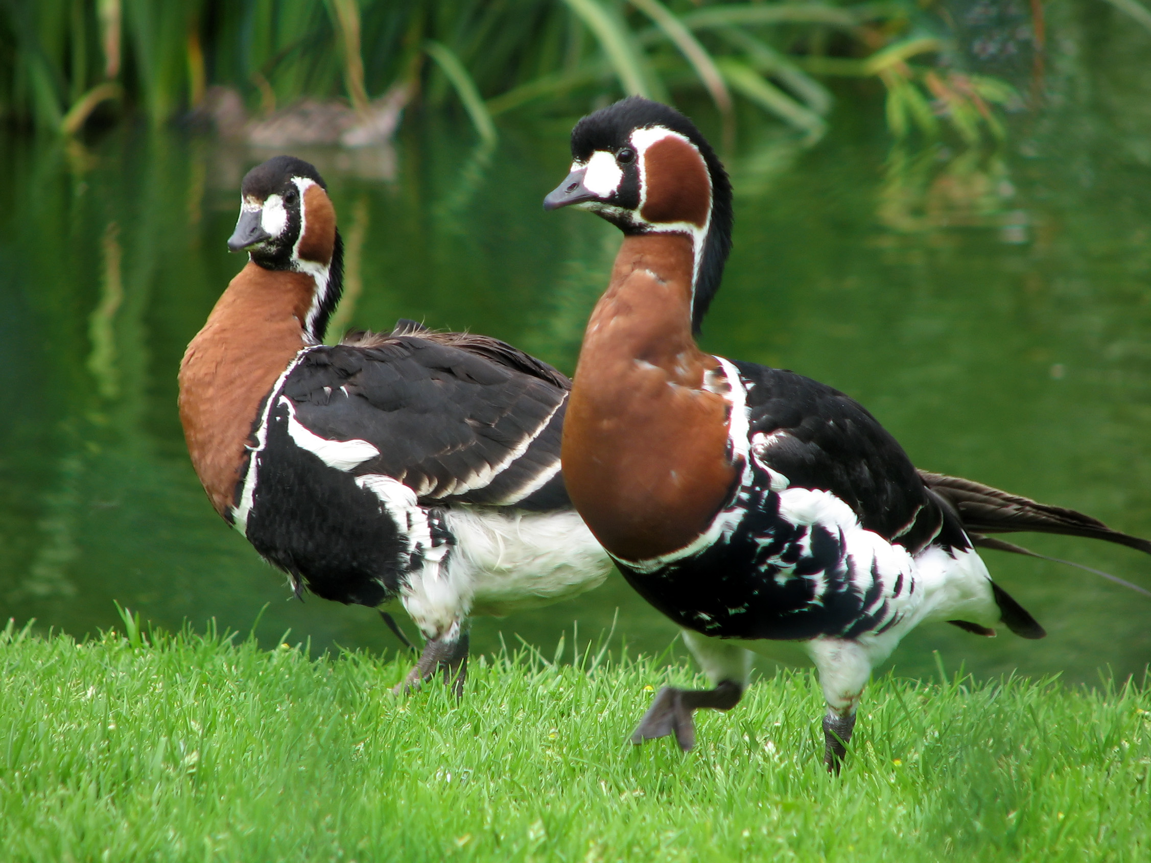 Краснозобая казарка фото. Branta ruficollis Краснозобая казарка фото. Branta ruficollis