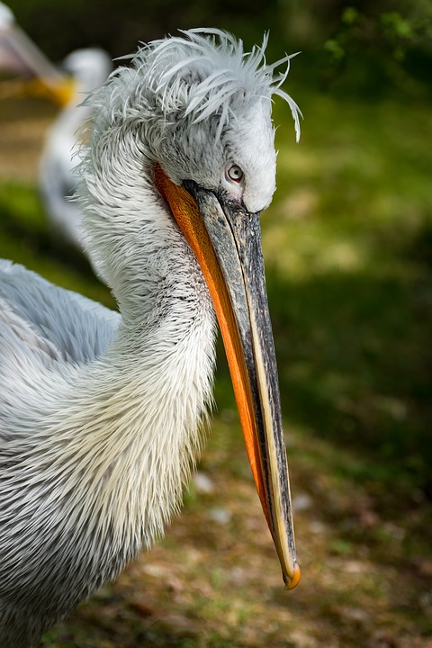 Кудрявый пеликан фото. Pelecanus crispus Кудрявый пеликан фото. Pelecanus crispus