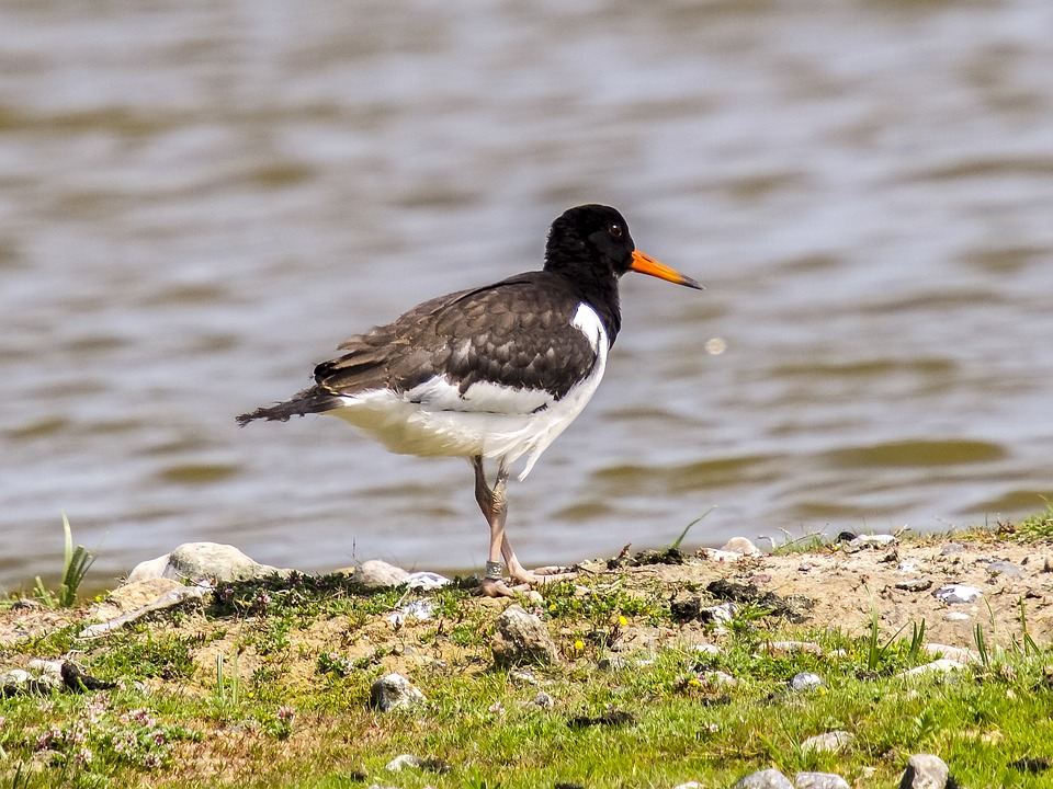 Кулик-сорока фото. Haematopus ostralegus Кулик-сорока фото. Haematopus ostralegus