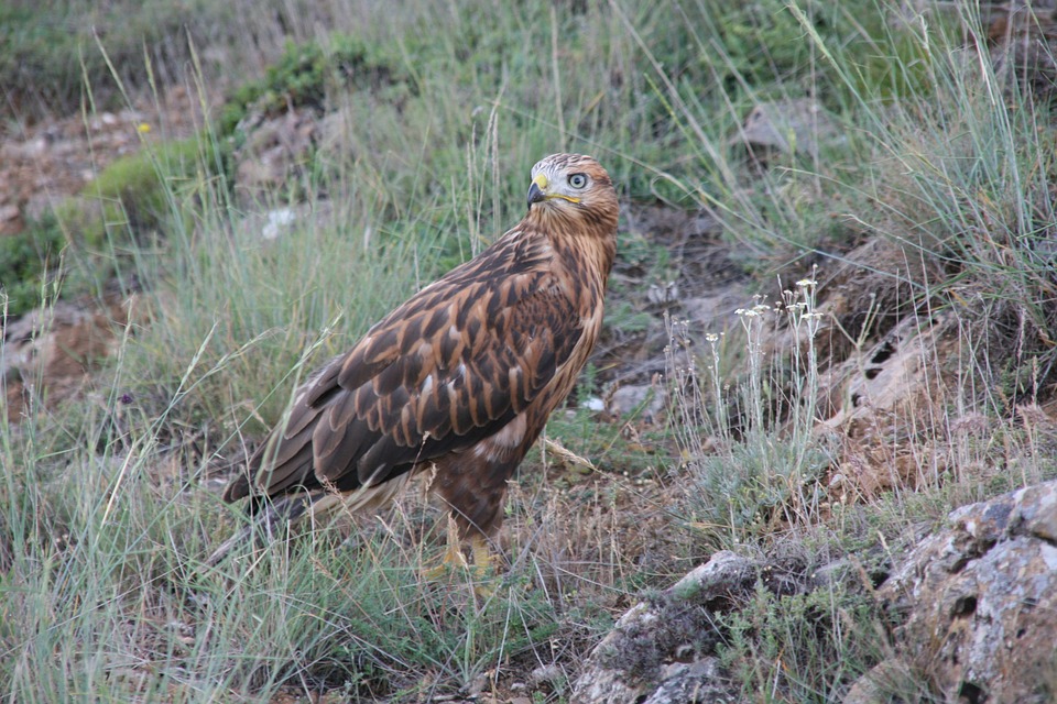 Курганник фото. Buteo rufinus Курганник фото. Buteo rufinus
