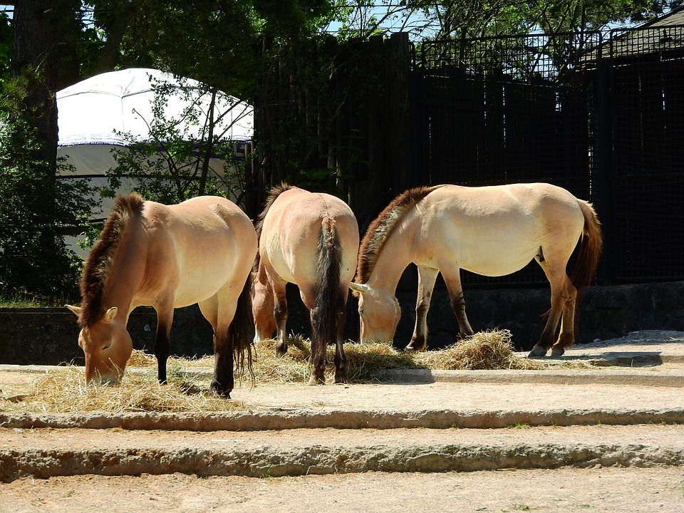 Лошадь пржевальского фото. Equus przewalskii caballus Лошадь пржевальского фото. Equus przewalskii caballus