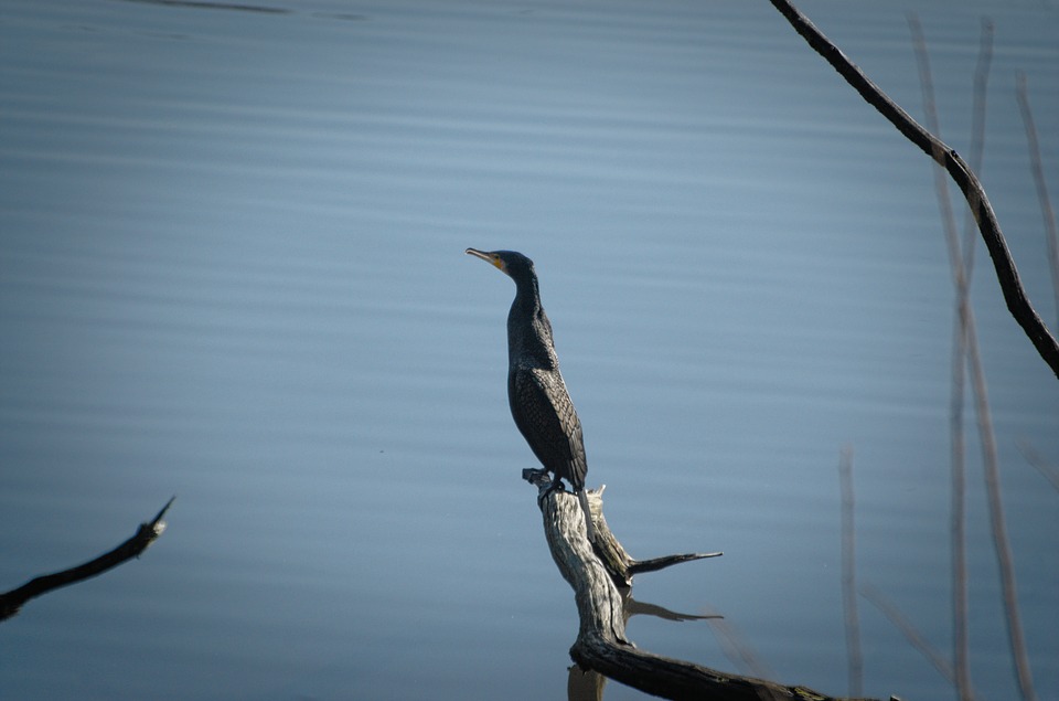 Малый баклан фото. Phalacrocorax pygmeus Малый баклан фото. Phalacrocorax pygmeus
