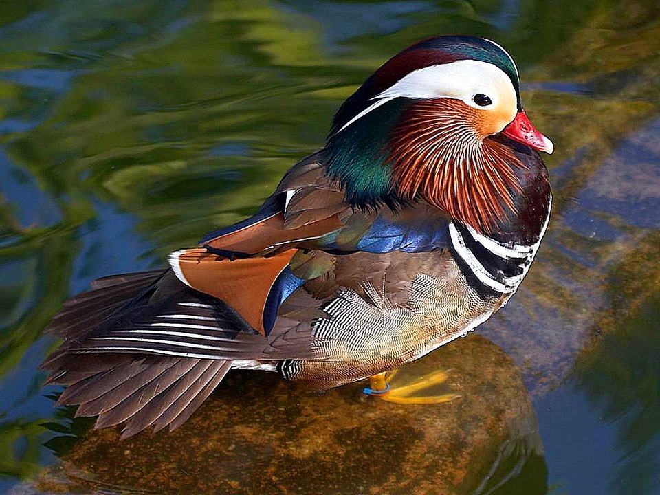 Мандаринка фото. Aix galericulata Мандаринка фото. Aix galericulata