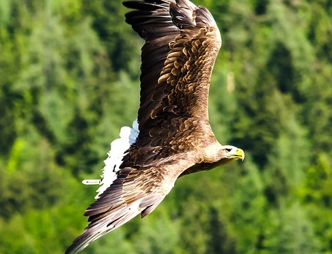 Могильник фото. Aquila heliaca Могильник фото. Aquila heliaca