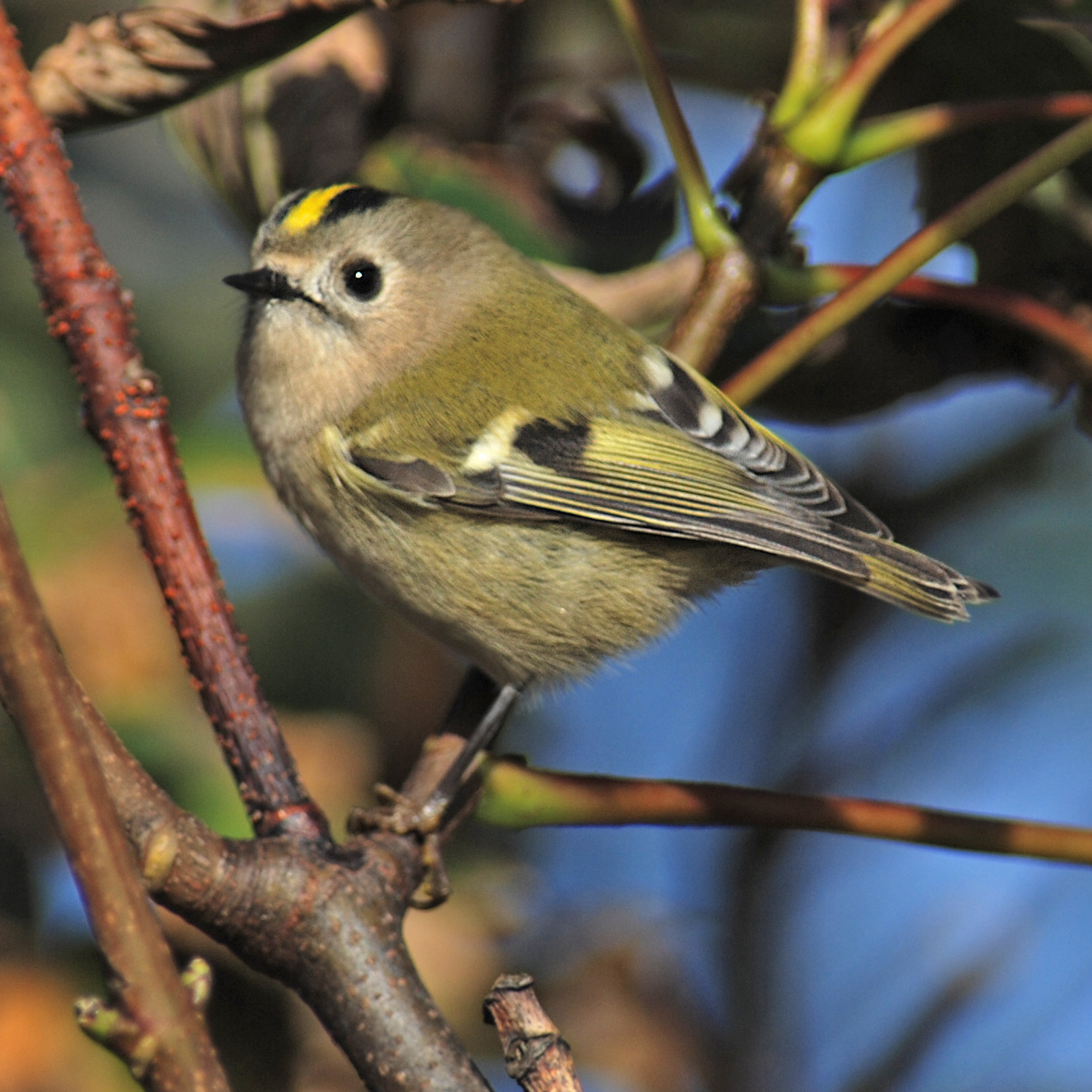 Овсянка янковского фото. Emberiza jankowskii Овсянка янковского фото. Emberiza jankowskii