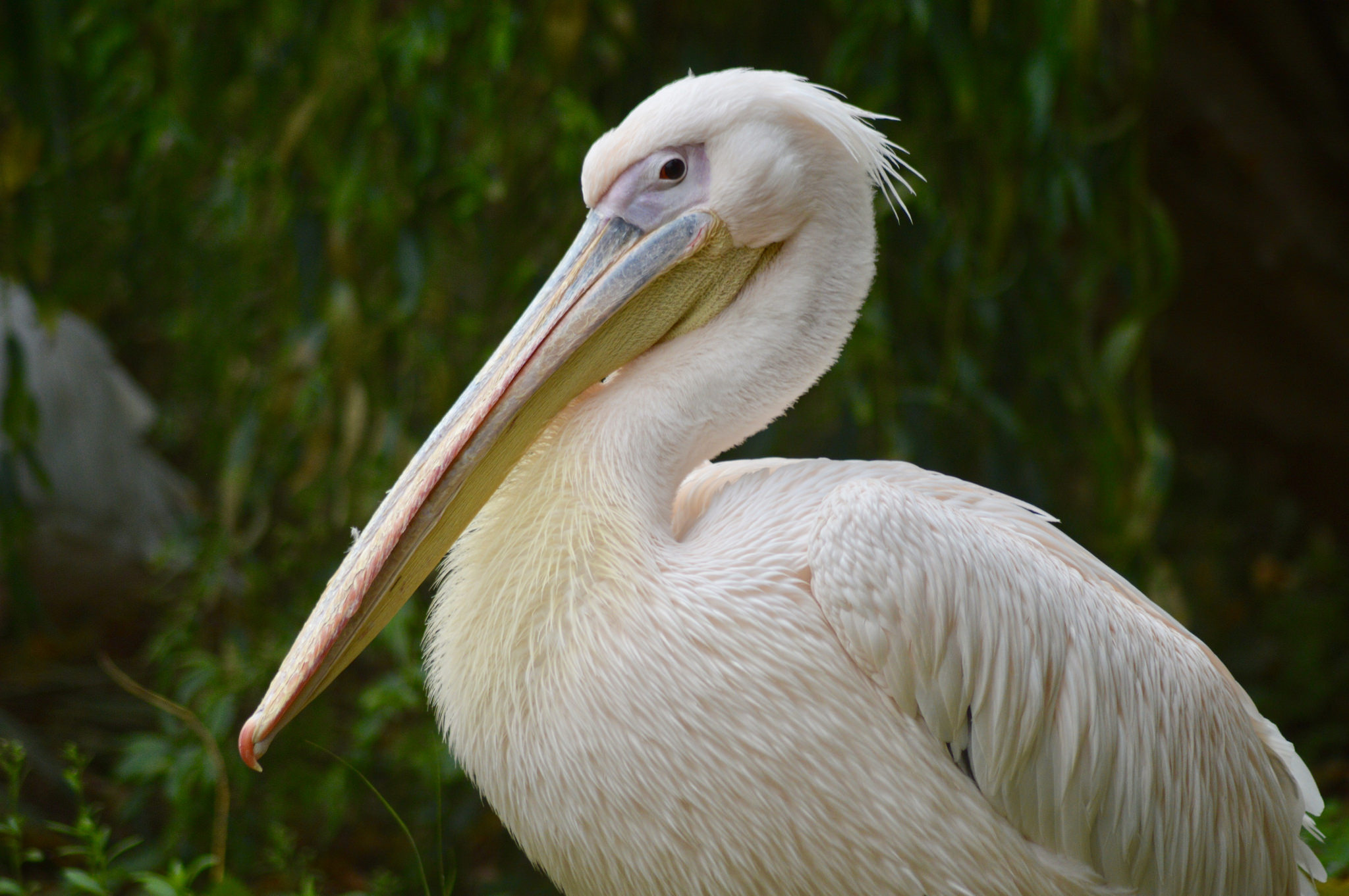 Розовый пеликан фото. Pelecanus onocrotalus Розовый пеликан фото. Pelecanus onocrotalus