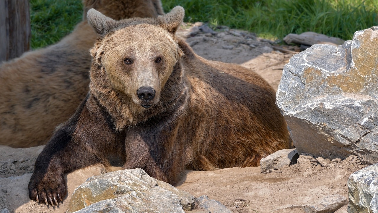 Бурый медведь фото. Ursus arctos