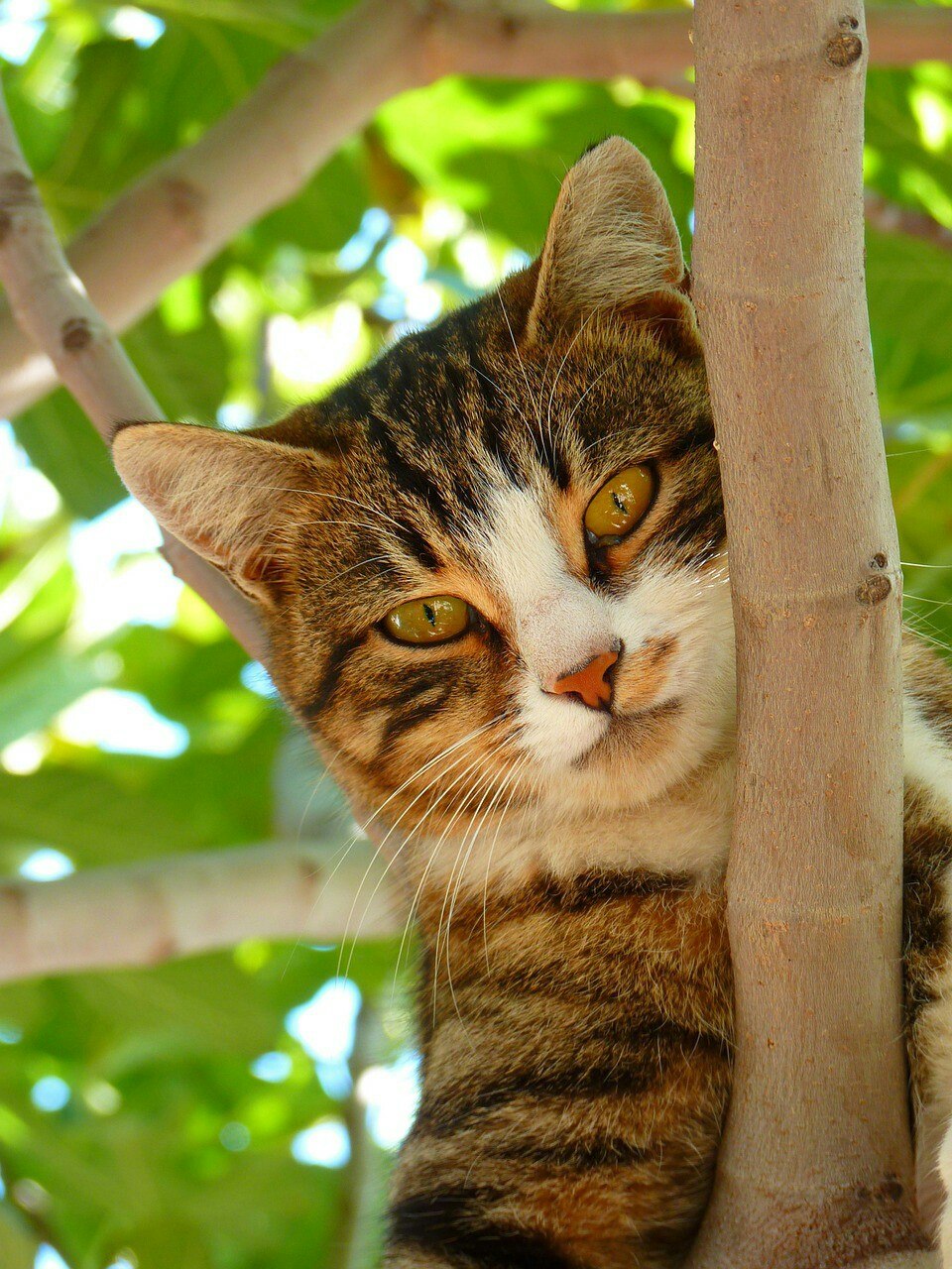 Кошки. Felis Кошки фото. Felis