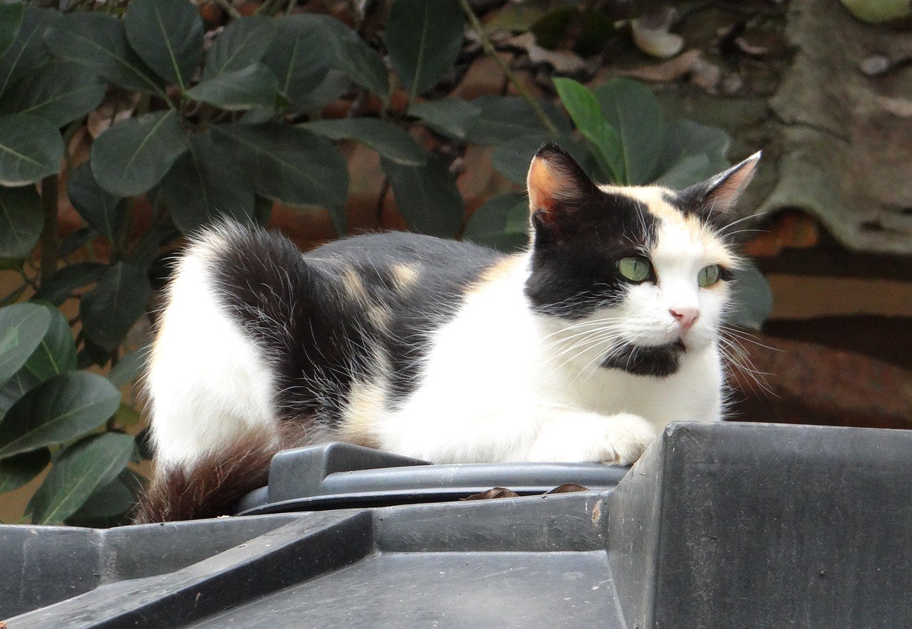 Кошки. Felis Кошки фото. Felis