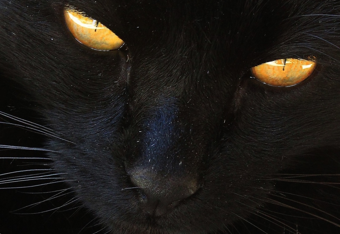 Чёрная кошка фото глаз
