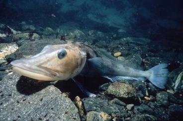 Ледяная рыба фото. Champsocephalus gunnari