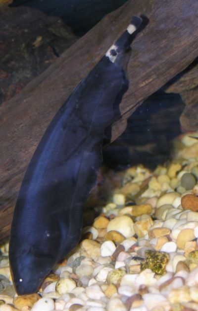 Фото Черного ножа. Apteronotus albifrons