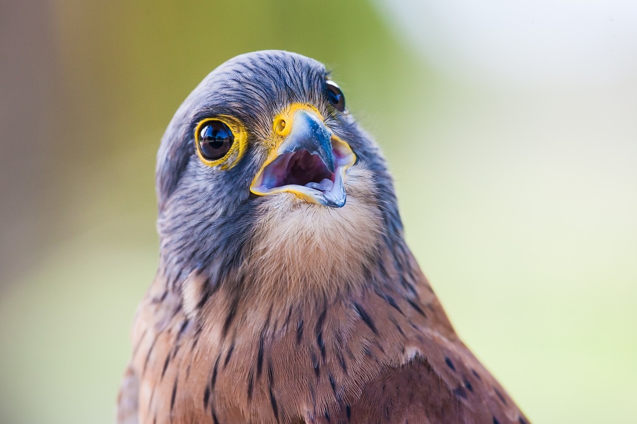 Пустельга фото. Falco tinnunculus